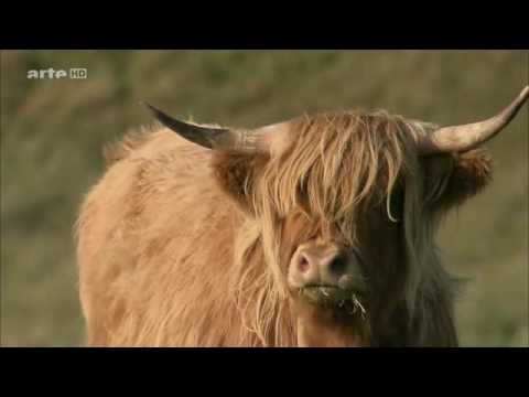 Das Whisky-Geheimnis von Islay - Doku