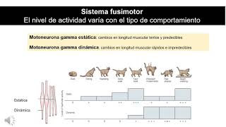 Sistemas motores (Parte 4)