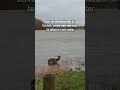 VEEL WATEROVERAST in GELDERLAND| #shorts