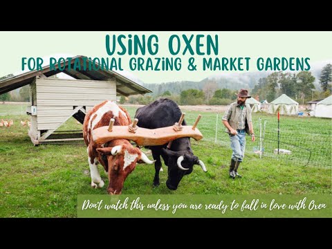Using Oxen in Regenerative Ag Farming and Gardening