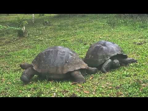 Tortoises - Isla Santa Cruz, Galapagos