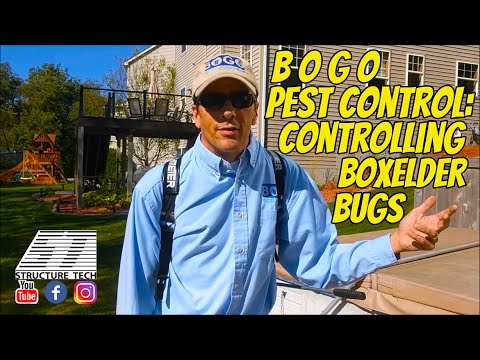 Controlling boxelder bugs: a discussion with BOGO Pest Control