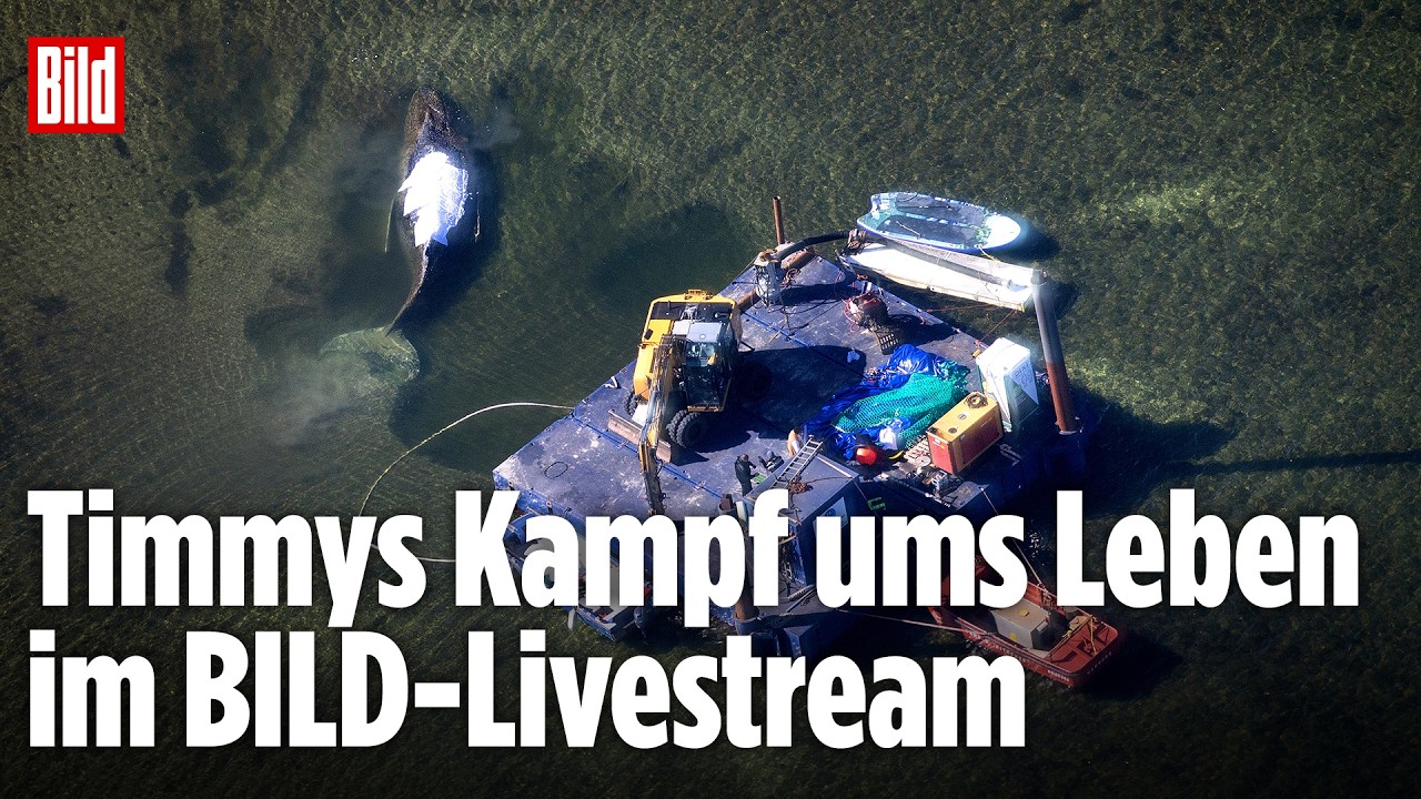 🔴 Tag 25 – Die Rettung vom Ostsee-Wal Timmy im Livestream | BILD LIVE