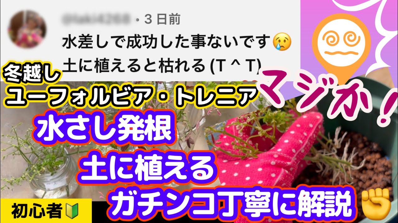 【ユーフォルビアの冬越し】【トレニアの冬越し】【水さし発根の土植え】土に植えると枯れてしまう悩み・絶対成功のアドバイス・マックスマム挿し芽