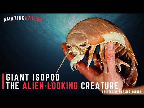 Giant Isopod - The Alien-Looking Creature | AmazingNature