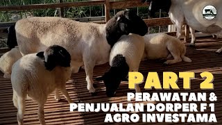 Download lagu PART 2. DOMBA DORPER SUDAH BISA DI BOOKING!!! TUTORIAL PERAWATAN DOPER F1 AGRO INVESTAMA mp3