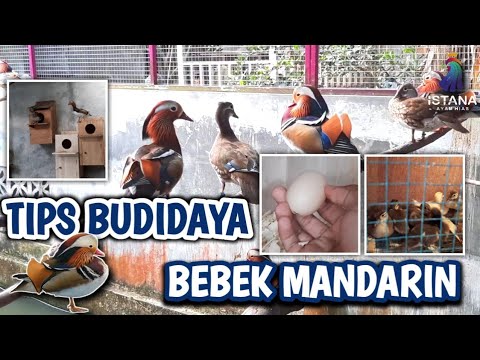 , title : 'TIPS BUDIDAYA BEBEK MANDARIN | CARA PENETASAN TELUR BEBEK MANDARIN #bebek #bebekmandarin'