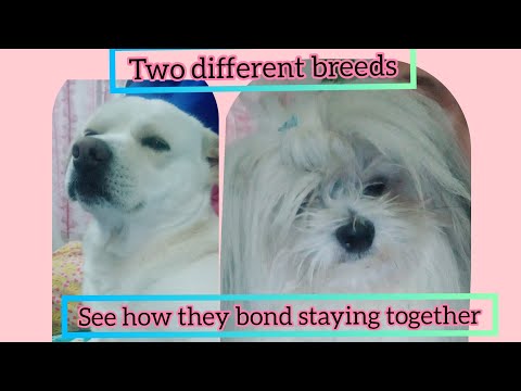 Unconditional love😍 intro of my first vlog #staysafe #staysafeeveryone/BidishaPakhrin