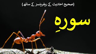 Namal (Ants), A Tale of Divine Awareness.