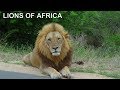 MAJESTIC LIONS OF AFRICA Classic 1987