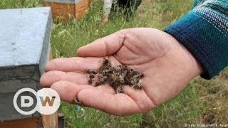 Romania: Fipronil – the hidden threat
