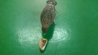 Download lagu Tips perawatan burung elang black kite/elang Paria mp3