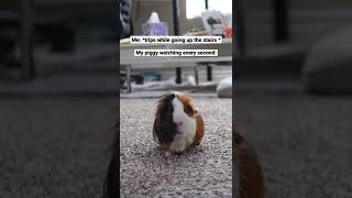 Does My Guinea Pig Care?