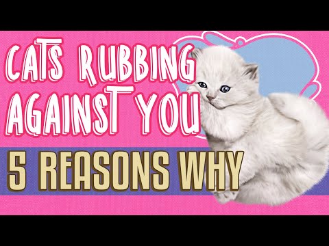 Why Do Cats Rub Against You? 😺😺 Curious Cat Facts Explained 🐾🐾