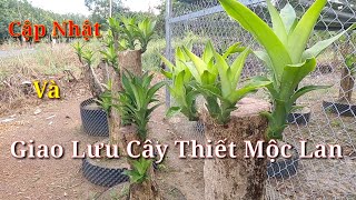 Cây thiết mộc lan: Ý nghĩa, hình ảnh, cách trồng, chăm sóc tại nhà