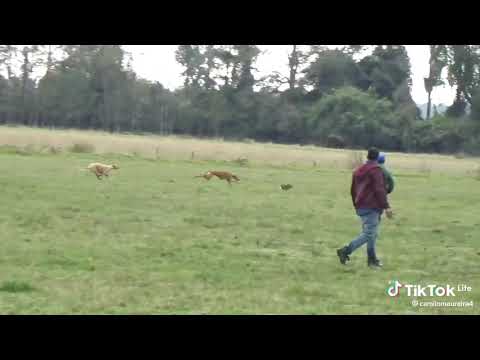 how kuzusheg rabbit do kienyeji dogs 🤣🤣💔