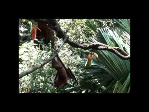 fragile forest morning feeding - lemur,sloth,fruit bats,red lory.wmv