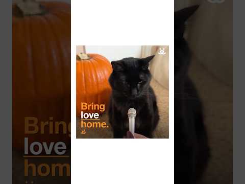 Asher the cat