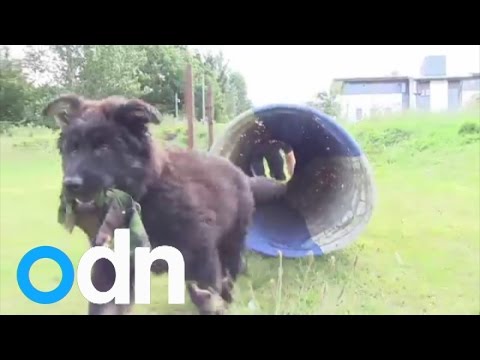 愛らしい警察の子犬は彼の訓練を開始 (Adorable police puppy begins his training)