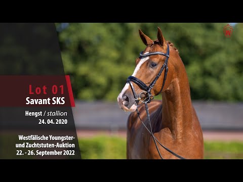 Online-Auktion Lot 01 Savant SKS Hengst v. Secret - Soliman de Hus