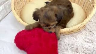 ハーフ犬の動画01
