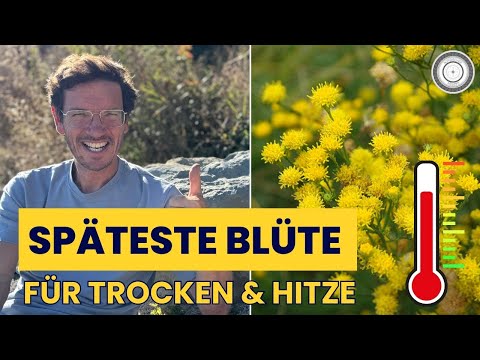 Extremely dry, extremely hot - no problem for the Steppe Aster