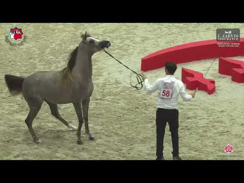 N 58 D NAJLAH   Sharjah International Arabian Horse Festival 2023   Fillies 2 Yrs  Old Section B Cla