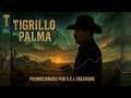 Busca Otro Amor - Tigrillo Palma (En Vivo)