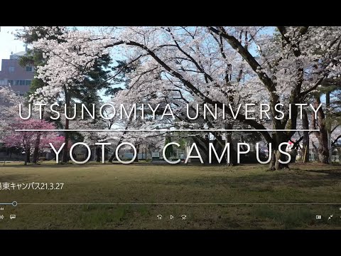 宇都宮大学陽東キャンパスドローン空撮動画（桜満開）（Drone footage of cherry blossoms blooming, Utsunomiya University）