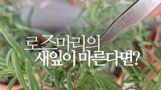 로즈마리의 새잎이 마른다면 요녀석을 찾으세요. succulents/多肉植物/たにくしょくぶつ 403화 #해맑은…