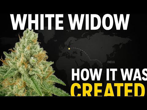 THE CREATION OF WHITE WIDOW: THE LEGENDARY HYBRID 