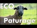 Eco Paturage Download Audio Mp3 and Mp4 Eco Paturage Download Audio Mp3 and Mp4