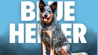 Blue Heeler (Australian Cattle Dogs) 101: Everything You Need to Know