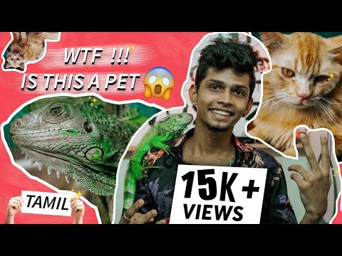 My Pets 💘 - Iguana and Persian cat !!! |DRIPDIFFERENT|