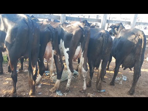 Feira de vaca de leite em Dois Riachos Alagoas 03/12/25#nordeste