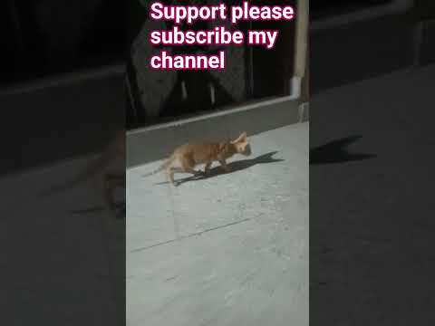 my cat searching insects #hungray cat #funny cat #cayopericoheist #viral shorts #viral cat