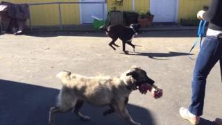 Patricio and Fred @ Muttopia