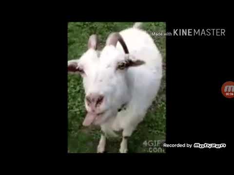 Come limonare come una capra