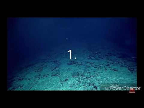 Top 5 videos of deep sea cratures