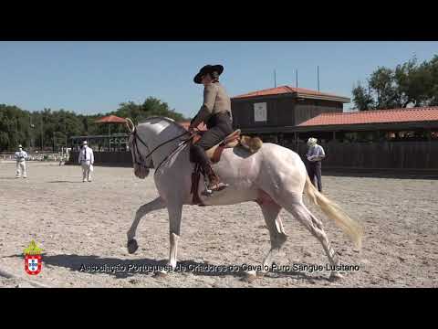 210717 5 Marfim - Aprovação de Garanhões