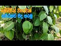 ගම්මිරිස් වගාවෙන් ජීවිතය ජයගමු Gammiris Wagawa