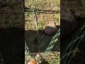 Owls Turtles And Other Critters