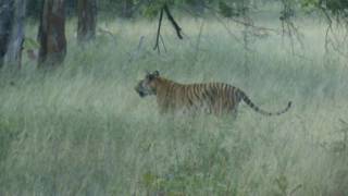 preview picture of video 'Two tigers in Tadoba-Andhari Tiger Reserve'
