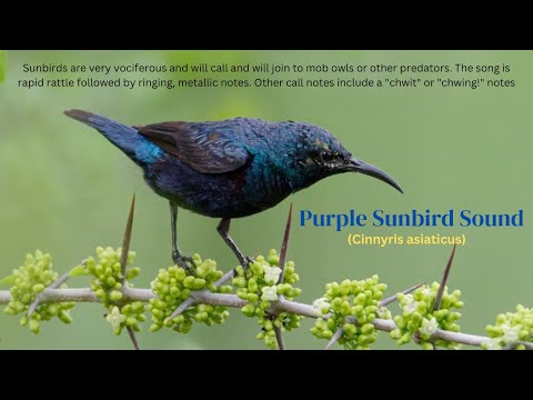 Purple Sunbird Sound / Purple Sunbird Song / Purple Sunbird Call /Male Purple Sunbird Vocals, Voice