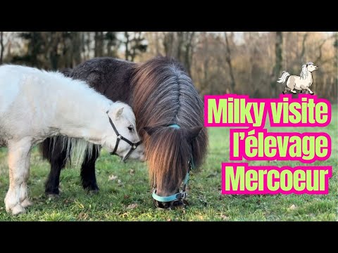 L' élevage Mercoeur - Les reportages de Milky