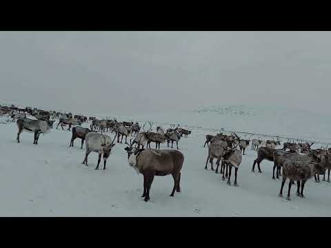 Where I Am - Lapin reissu