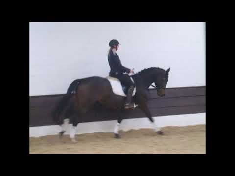 SCUBIDOU 3j. Hann. Wal. v. Scuderia -  VB 12.500,- Euro