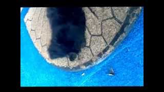 Locust Invasion 2013