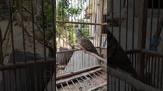 Download lagu Suara burung merpati sangat istimewa, 100% otomatis #shorts mp3