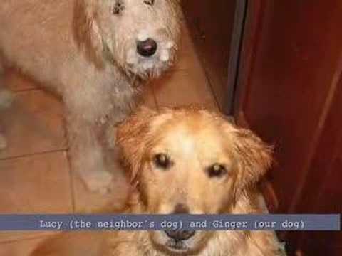 Snowy Valentine's Day in Pepperell, MA